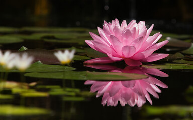 Water lily wallpapers