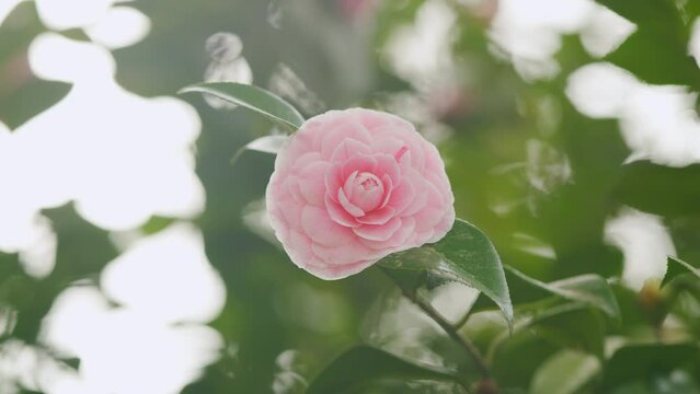 Pink Flower Of Camellia Japonica April Dawn Blush. Camellia Japonicais A Member Of Tea Family Theaceae.