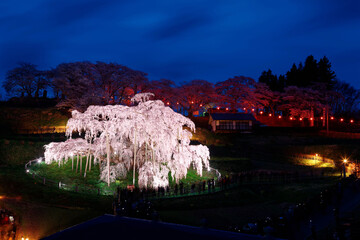 Night scene of illuminated Miharu Takizakura, a thousand-year-old cherry blossom tree, and tourists...