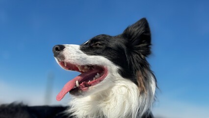 border collie dog