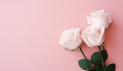 beautiful white roses on a pink background