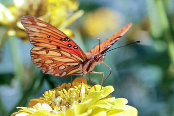 Butterfly On Yellow Flower - Gulf Fritillary Butterfly On A Yellow Zinnia Flower
