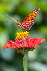 Gulf Fritillary (Dione vanillae) - Orange Butterfly On A Zinnia Flower