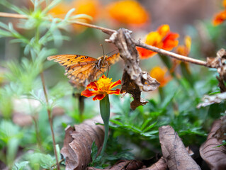 Gulf Fritillary Butterfly In Garden On A Marigold Blossom with dried Autumn leaves all around