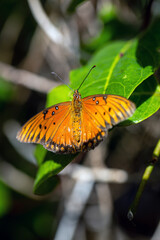 Gulf Fritillary (Agraulis vanillae) Butterfly Resting on a Passionfruit leaf In the Morning Sun