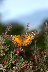 American Lady Butterfly on Australian Tea Plant In the Garden with Extended Wings