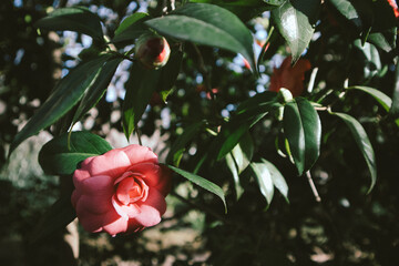 Single pink camelia blossoming flower on a tree brunch in a spring garden. Flowering plant in...