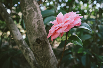 Single pink camelia blossoming flower on a tree brunch in a spring garden. Flowering plant in...