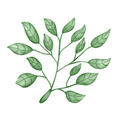 green leaves isolated on white