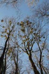 Green leaves of Mistletoe or European mistletoe (Viscum album) growing on a tree in the winter.