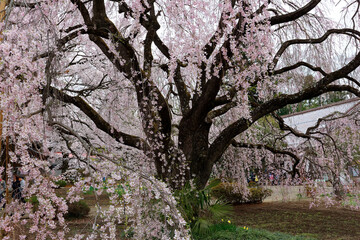 The offspring tree of the giant weeping cherry blossom tree from Kuon-ji Buddhist Temple planted in...