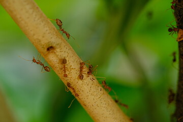 The rangrang is a large red ant that is known to have a high ability to form webbing for its nest. In English it is called a weaver ant. Oecophylla