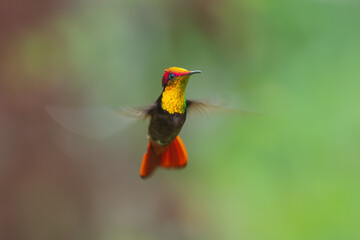 Ruby-topaz hummingbird (Chrysolampis mosquitus) bird in flight. Hummingbird flying with blurred green background. . Wildlife scene from nature. Birdwatching in Trinidad and Tobago. 