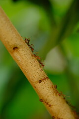 The rangrang is a large red ant that is known to have a high ability to form webbing for its nest. In English it is called a weaver ant. Oecophylla