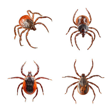 Set of Ticks