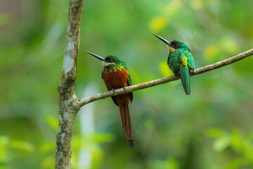 Pair of RUFOUS-TAILED JACAMAR, Galbula ruficauda (leskovec neotropický), male and female from tropical forest Trinidad and Tobago