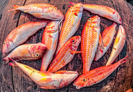 Peixe Salmonete Listrado