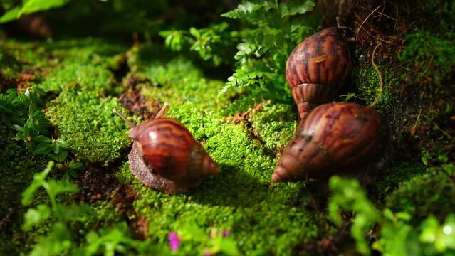 Close-up of the movement of snails crawling on green moss and tree roots inside the forest. Glycolic acid in snail mucus gently exfoliates the skin.
