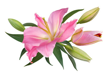 Beautiful pink lily flower bouquet isolated on transparent background - 722684364
