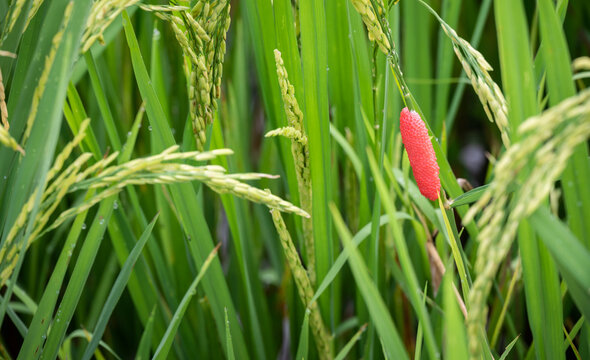 Golden apple snail eggs on rice leaf. The golden apple snail is considered a major problem of rice.