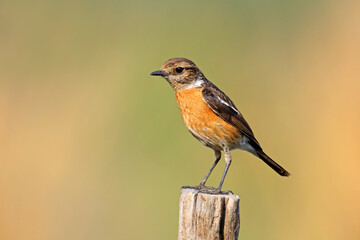 A female African stonechat (Saxicola torquatus) perched on a pole, South Africa.