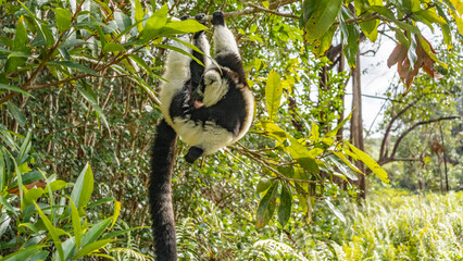 The lemur vari Varecia variegata is hanging on a tree, holding onto a branch with its paws. Fluffy black and white fur, long tail. The background is the green vegetation of a tropical rainforest. 