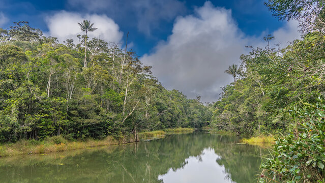A calm river flows through a tropical rain forest. Impenetrable thickets of green trees on the banks. Clouds in the blue sky. A mirror image on the water. Madagascar. Vakona Forest Reserve