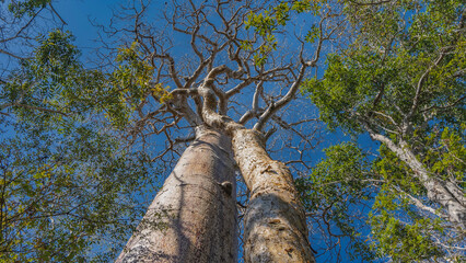 Baobabs.  View from below. Thick trunks and intricately twisted branches of the crowns against the...