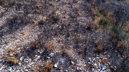 Scorched earth and blackened tree trunks caused by a large bush fire