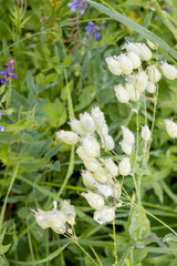 flowers on alpine meadows and grasses with lush vegetation at the height of summer.