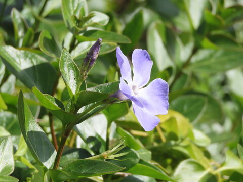 野に咲く青紫色のツルニチニチソウの花