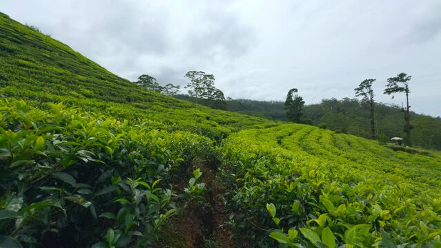 Young green tea leaves on the tea bushes. Action. Fresh tea leaves on tea plantations.
