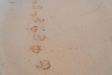 Human footprints on the clean white sand of the beach. Close-up view of human footprints leading along the beach towards the sea. Clean beach sand with tourist footprints