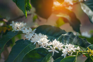 Coffee flower tree green nature white color blossom. White flower on coffee tree Robusta arabica...