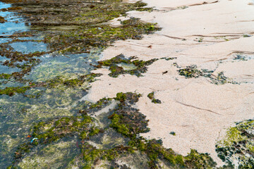 Detail of coral, moss and white sand from a hidden beach that is still very empty of tourists on the southern side of Indonesia. The beach with a very beautiful view in the morning