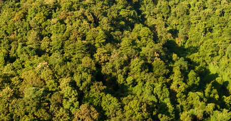 Naklejka premium Aerial view forest green tree top view nature from above background landscape wild greenery copy space. Top view tropical rain forest ecology environment. Nature rainforest tropical evergreen jungle