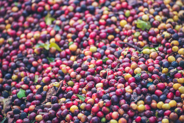 Red seed coffee bean  green leaf  robusta arabica berries ripe harvest for coffee farm garden. Fresh coffee bean berry plant tree. Close up fresh red bean seed coffee tree growth in green organic farm