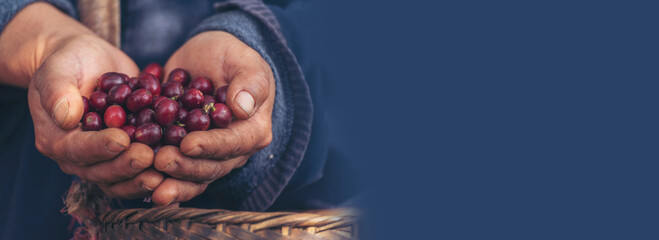 Banner coffee plant farm woman Hands harvest raw coffee beans. panoramaRipe Red berries plant fresh seed coffee tree growth in green farm. Hands harvest red bean seed robusta arabica with copy space. - obrazy, fototapety, plakaty