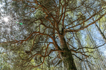 bottom view of the tops of pine tree in the forest at spring time.