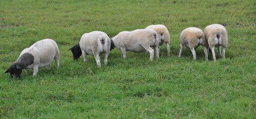 Obraz na płótnie Canvas A group of great Dorper Sheep grazing on the farm's green pastures 