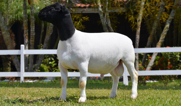 Male dorper ram very awarded in Brazil. The Dorper is a breed developed in South Africa