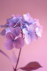 Purple hydrangea flower soft elegant vertical background, card template