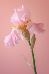 Pink iris flower soft elegant vertical background, card template