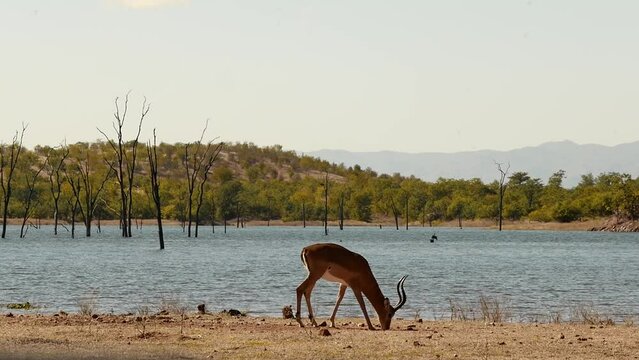 Impala antelope, antelope, Aepyceros melampus, buck, water, dead trees, forest, beach, reservoir, lake, sunshine, Lake Kariba National Park, Lake Kariba, Zimbabwe, Africa