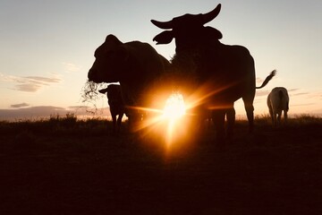 Rural photography animals in central Queensland