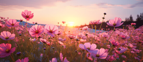 Pink cosmos flower field in garden with blurry background and soft sunlight. Close up flowers...
