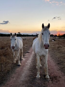 Rural photography animals in central Queensland