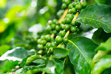 Coffee plant fruit red berry branch in the coffee farm with fresh red and green coffee beans and...