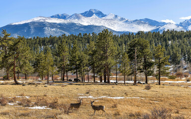 Longs Peak - Two young mule deers grazing at a mountain meadow at base of majestic Longs Peak on a...