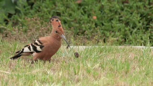 African Hoopoe bird on the ground searching for food by digging in the earth with it's beak